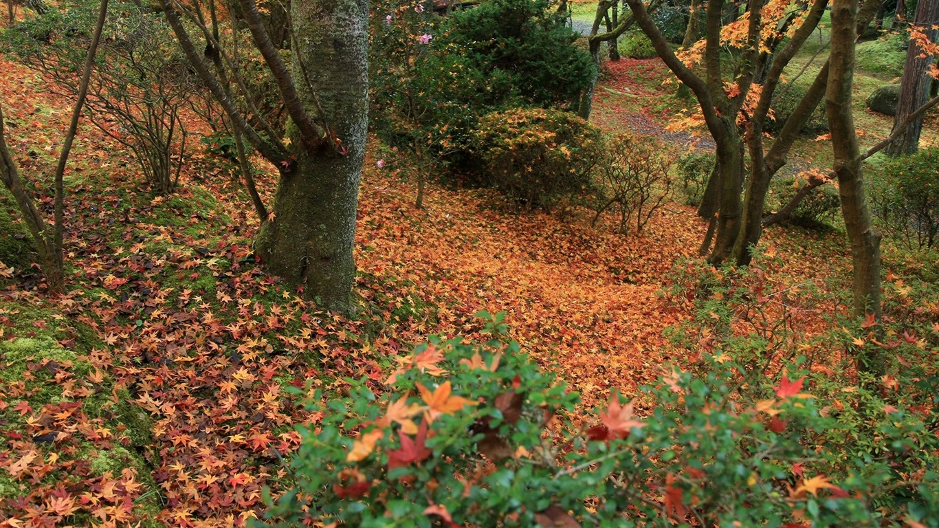 Maple Leaf Tapete gepflasterten Weg #16 - 1366x768