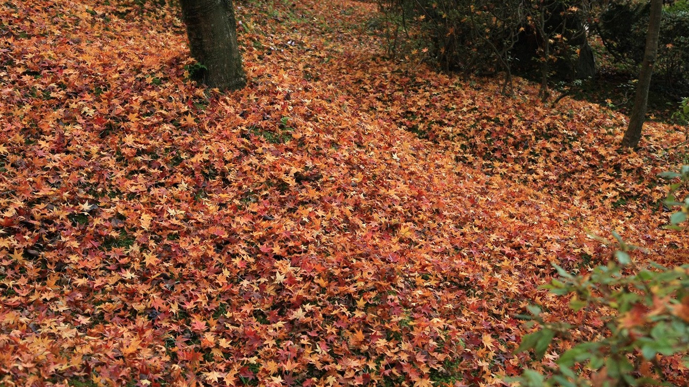 Maple Leaf Tapete gepflasterten Weg #17 - 1366x768