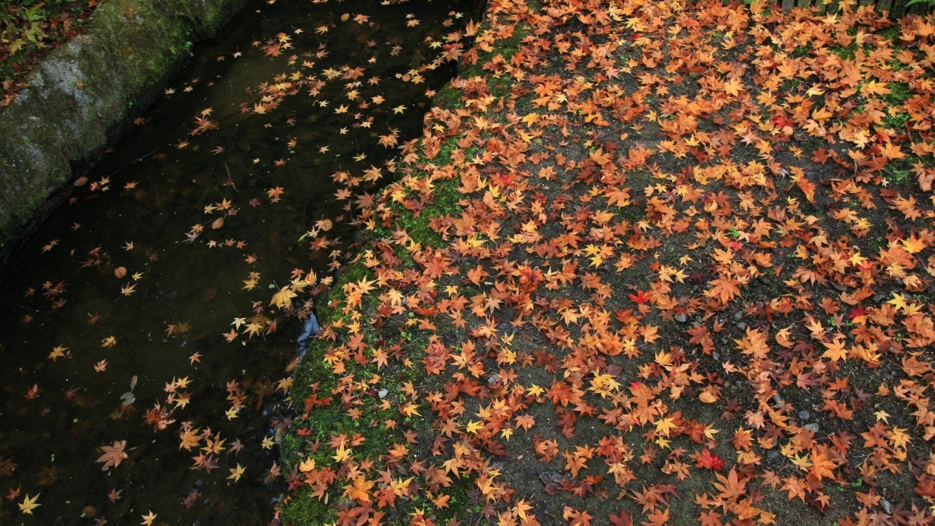 Maple Leaf Tapete gepflasterten Weg #18 - 1366x768