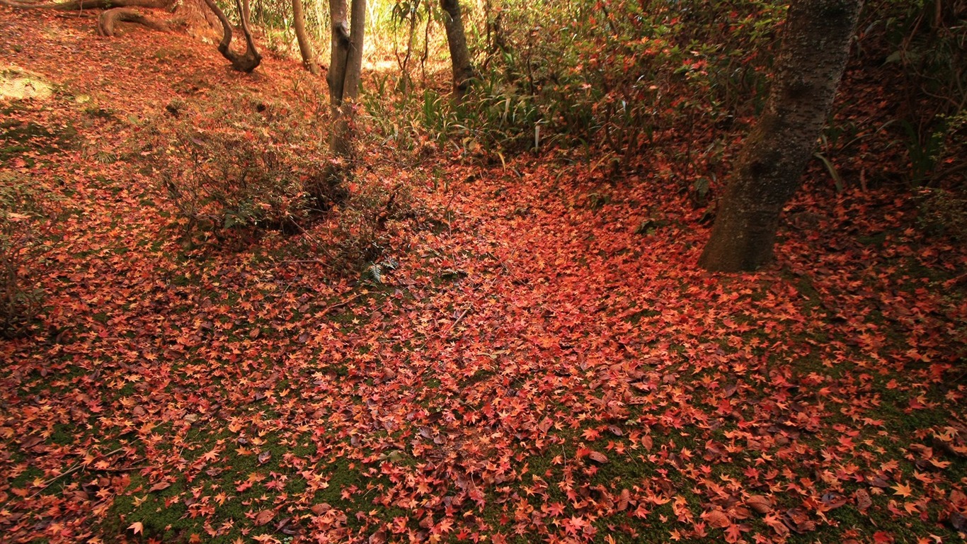 枫叶铺满地 壁纸19 - 1366x768