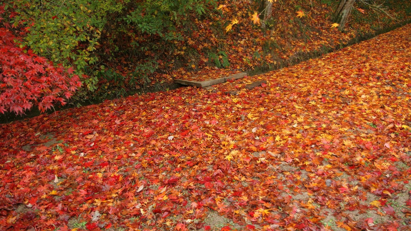 Maple Leaf Tapete gepflasterten Weg #20 - 1366x768