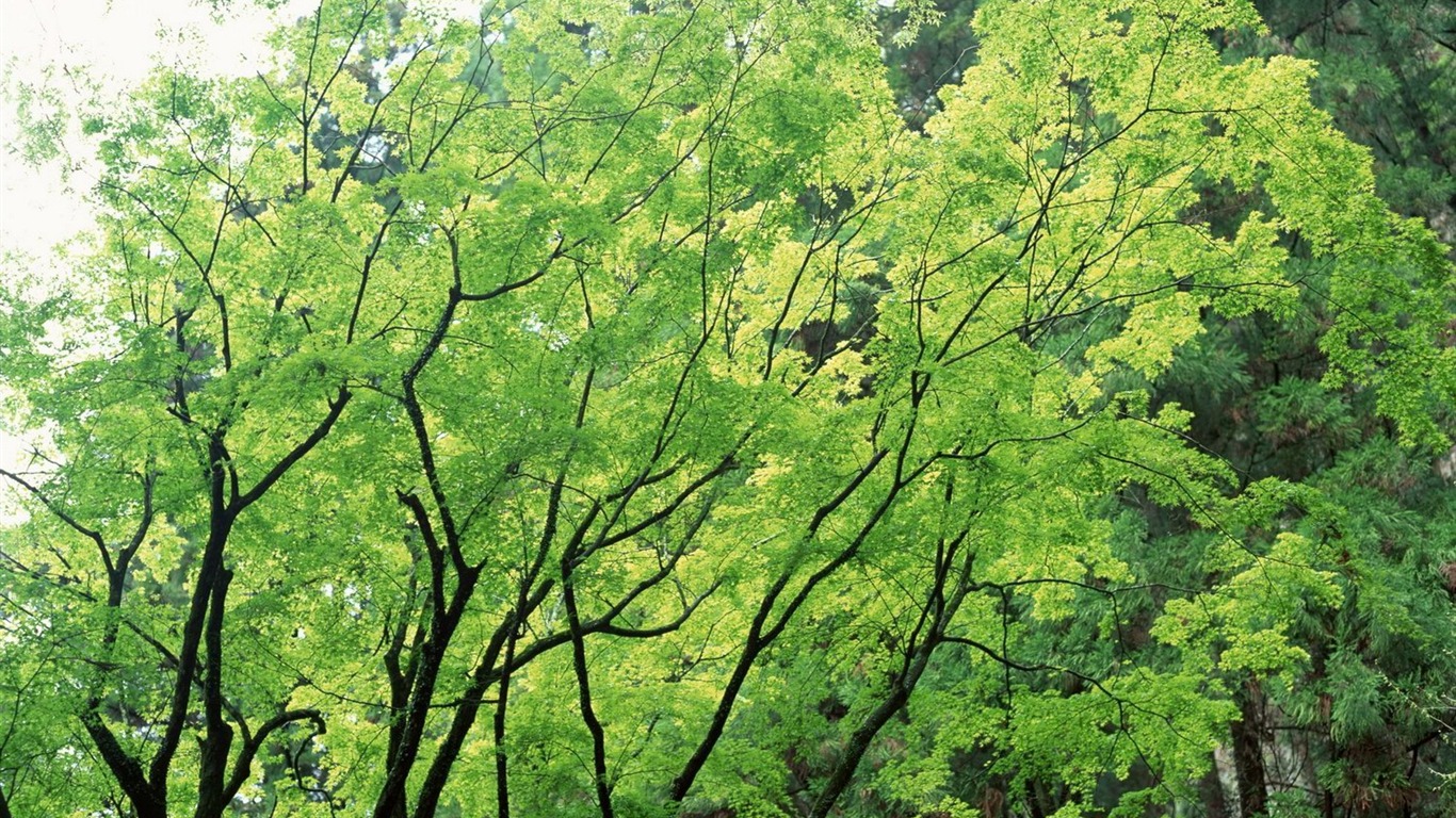 自然風光精選(十) #20 - 1366x768