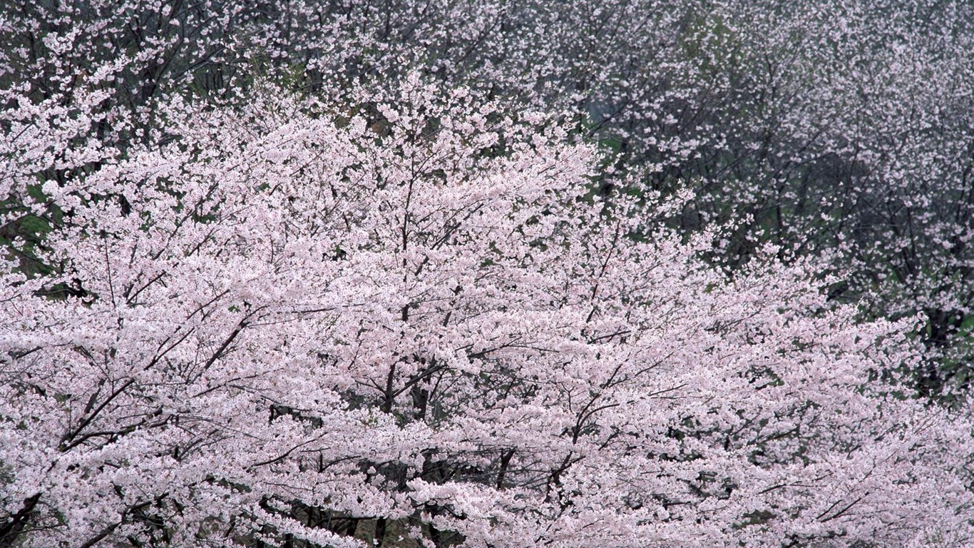 自然風光精選(十) #21 - 1366x768