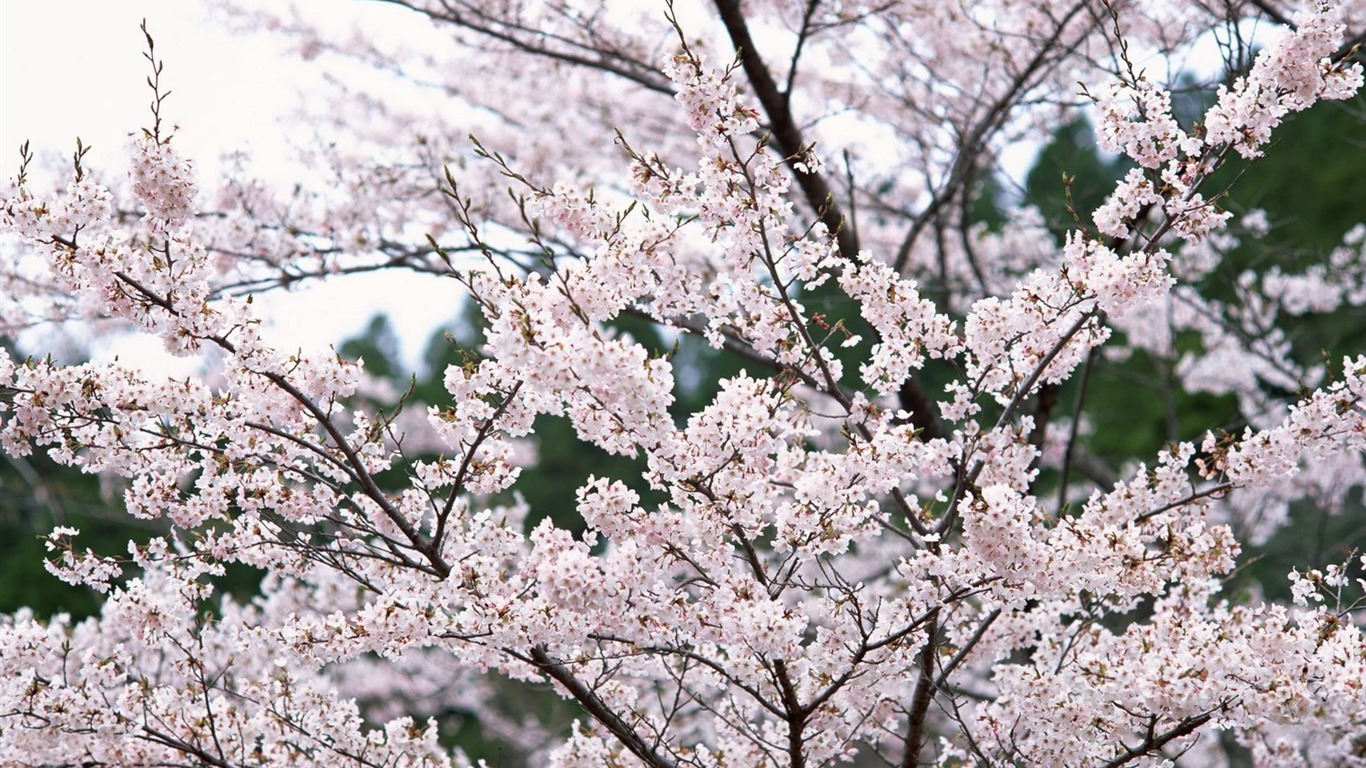 자연 경관 (10) 하이라이트 #30 - 1366x768