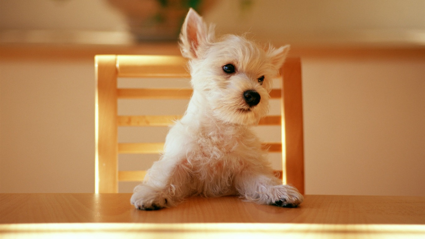 1600 dog photo wallpaper (10) #7 - 1366x768