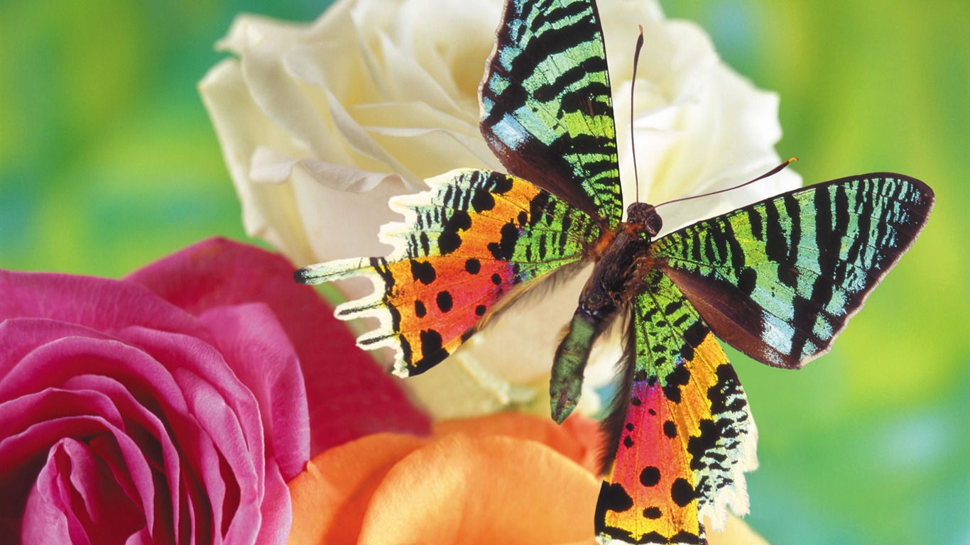 Las mariposas y las flores fondos de escritorio de disco (1) #1 - 1366x768