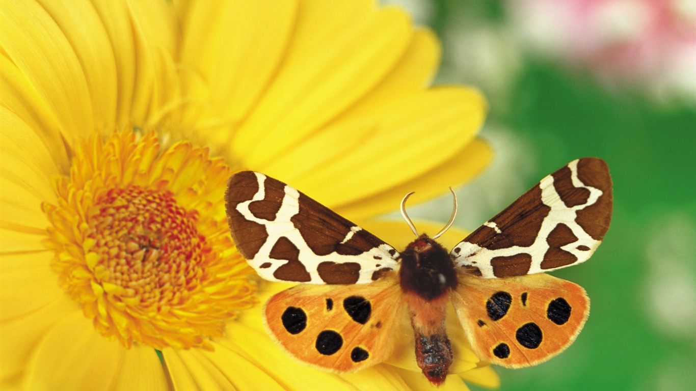 Las mariposas y las flores fondos de escritorio de disco (1) #3 - 1366x768