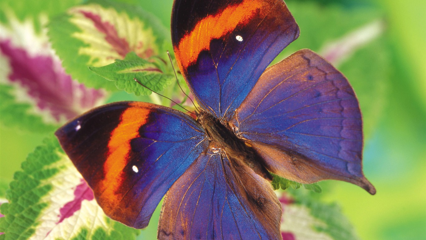 Las mariposas y las flores fondos de escritorio de disco (1) #4 - 1366x768