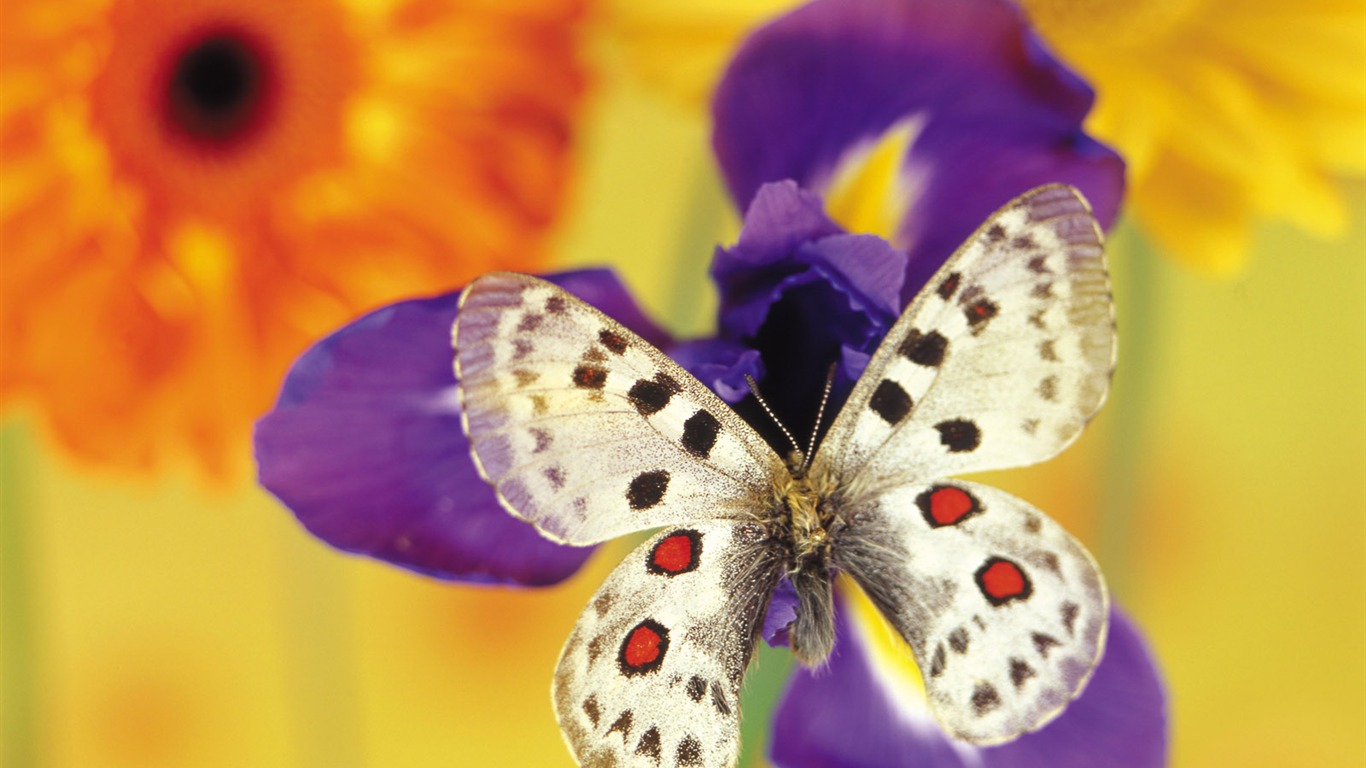 Las mariposas y las flores fondos de escritorio de disco (1) #5 - 1366x768