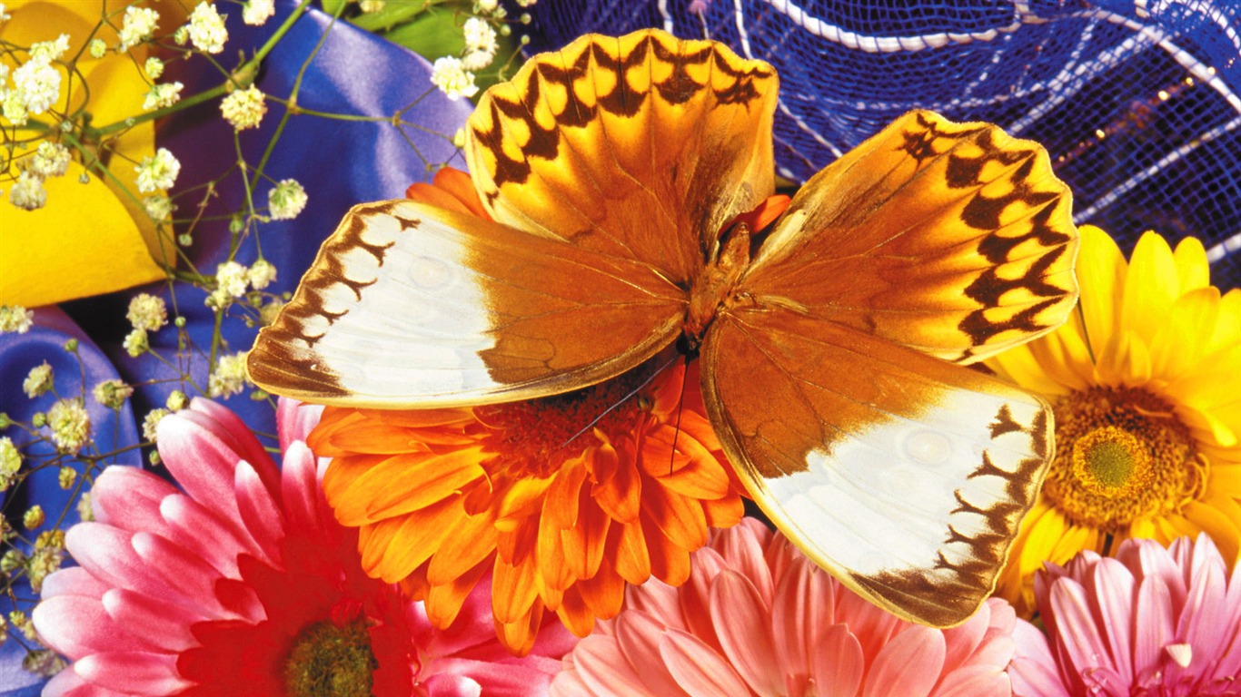 Las mariposas y las flores fondos de escritorio de disco (1) #6 - 1366x768