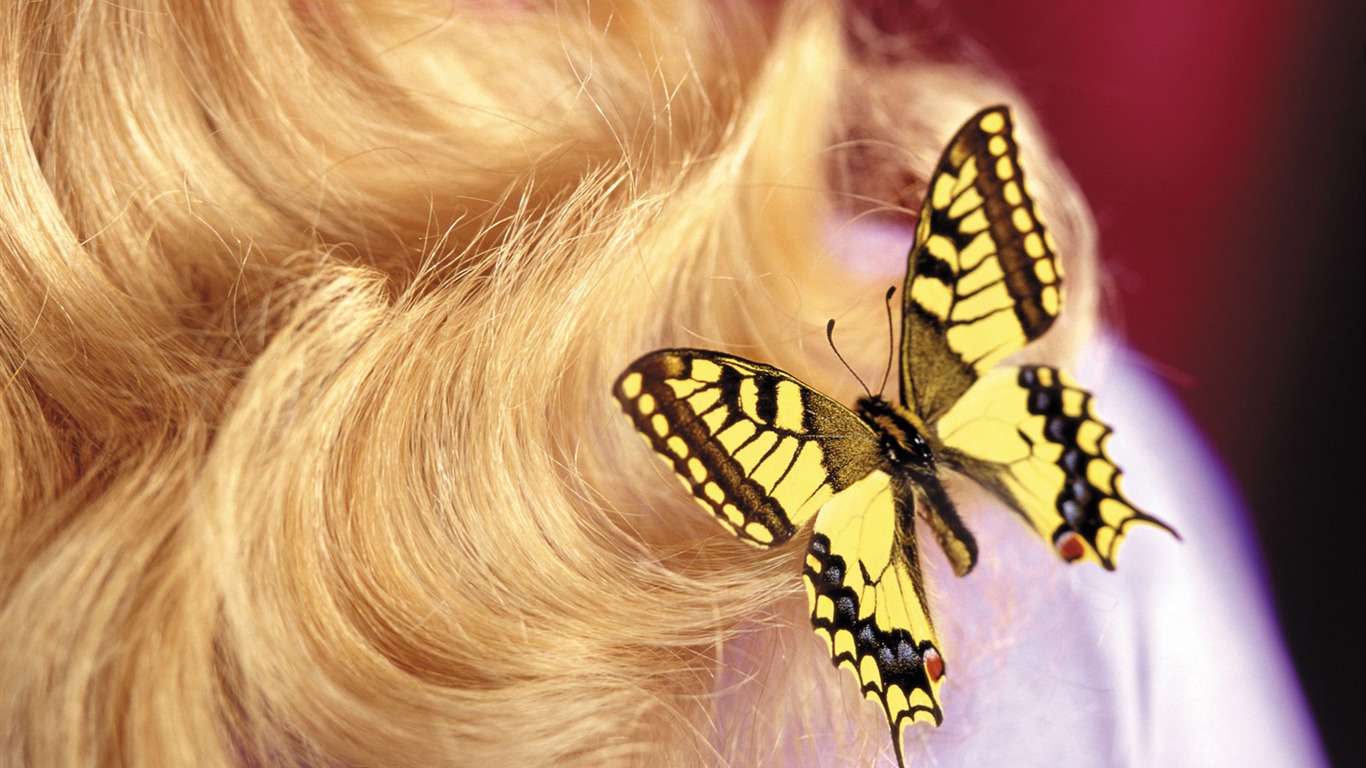 Las mariposas y las flores fondos de escritorio de disco (1) #7 - 1366x768