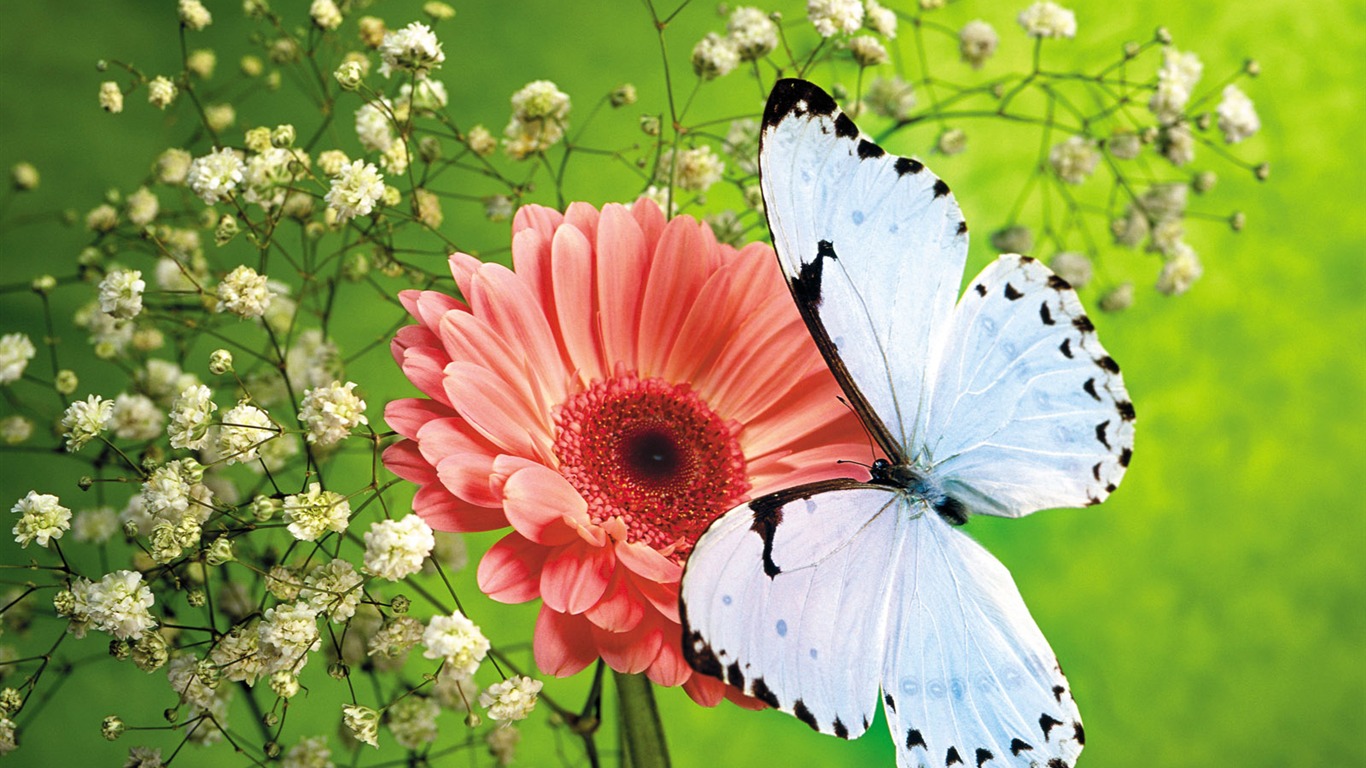 Las mariposas y las flores fondos de escritorio de disco (1) #8 - 1366x768