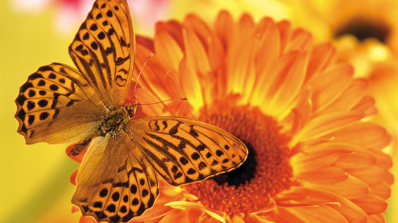 Papillons et fleurs album papier peint (1) #9 - 1366x768