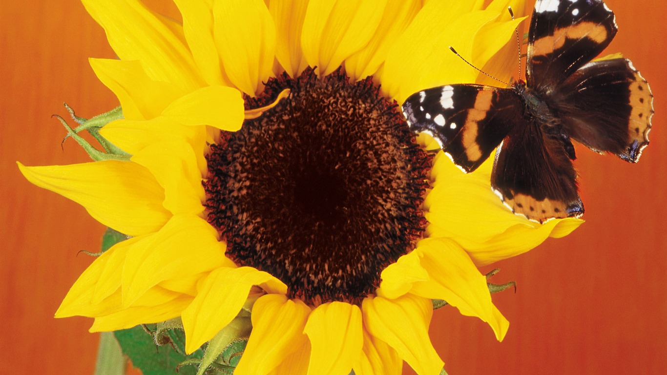 Butterflies and flowers wallpaper album (1) #12 - 1366x768