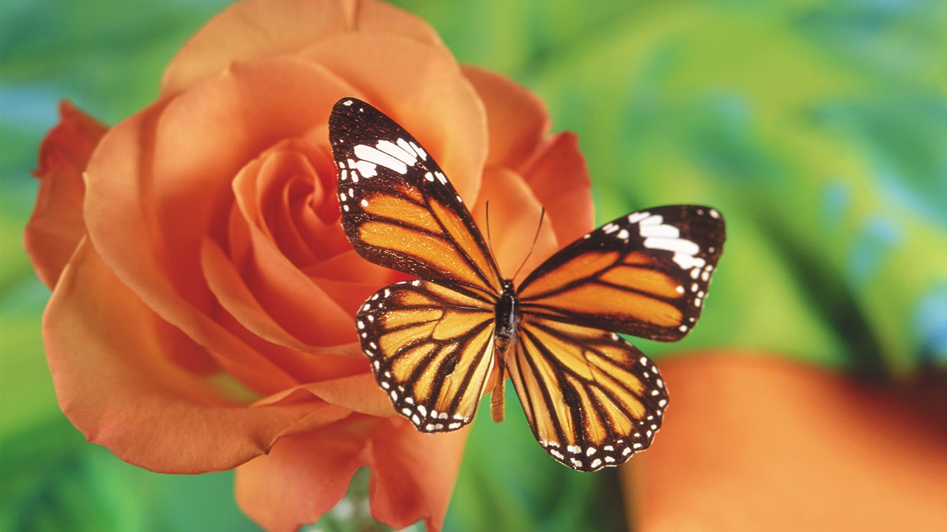 Las mariposas y las flores fondos de escritorio de disco (1) #14 - 1366x768