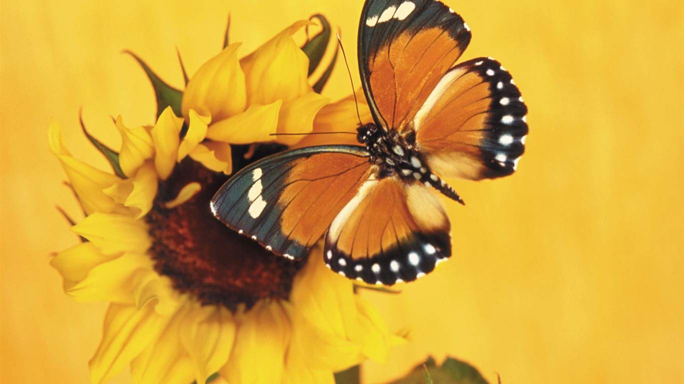 Papillons et fleurs album papier peint (1) #16 - 1366x768