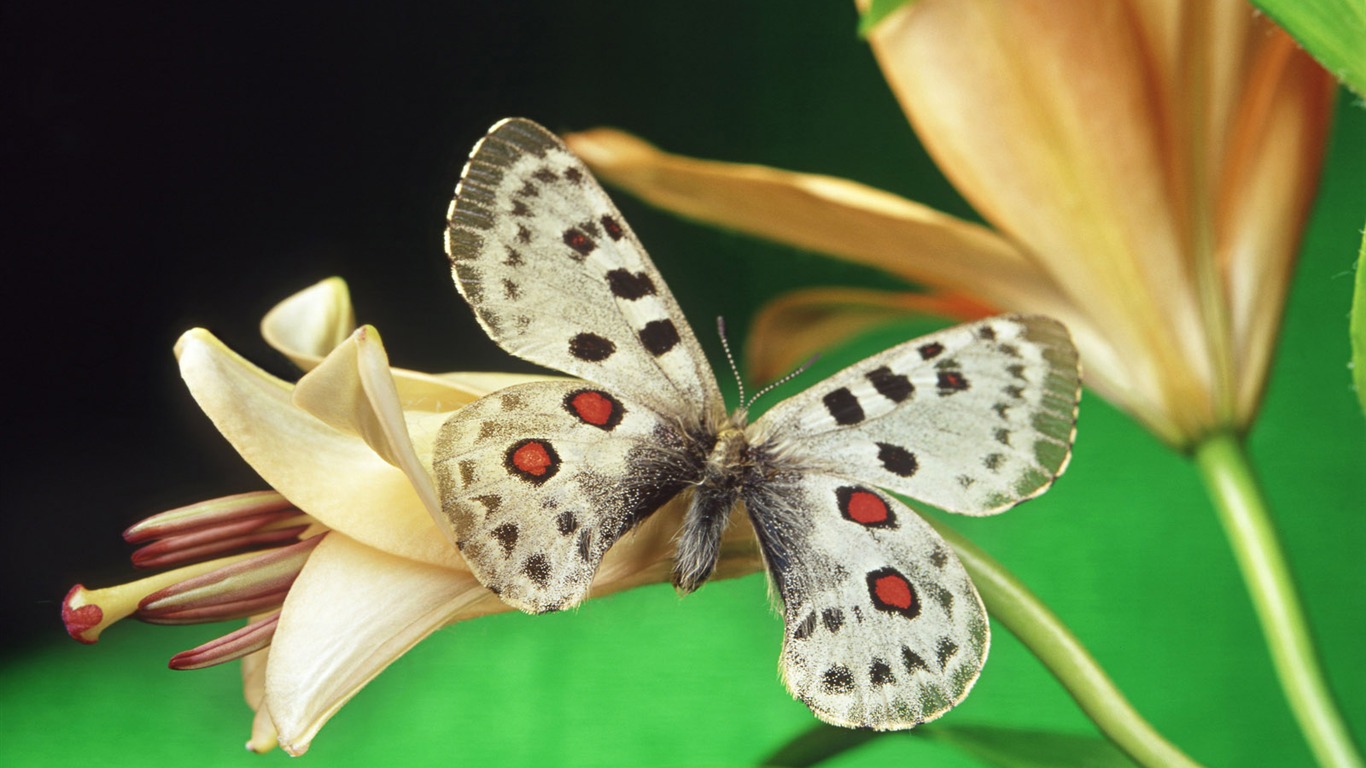 Papillons et fleurs album papier peint (1) #17 - 1366x768