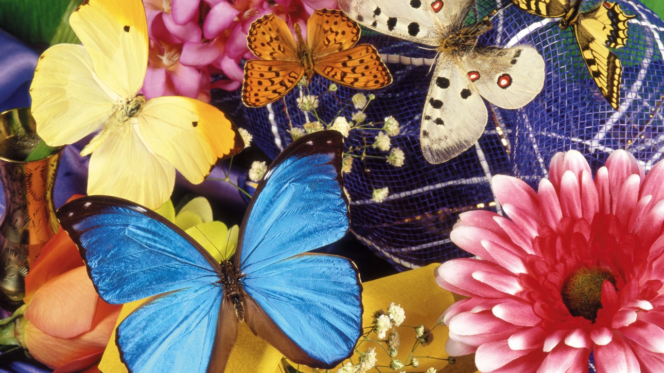 Las mariposas y las flores fondos de escritorio de disco (1) #20 - 1366x768