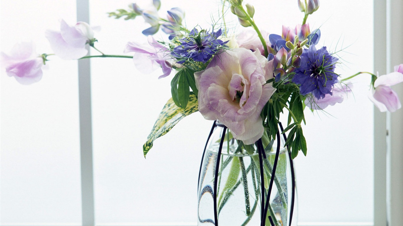 室中花寫真壁紙 #5 - 1366x768