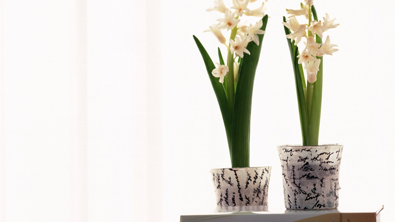 Room Flower photo wallpapers #6 - 1366x768