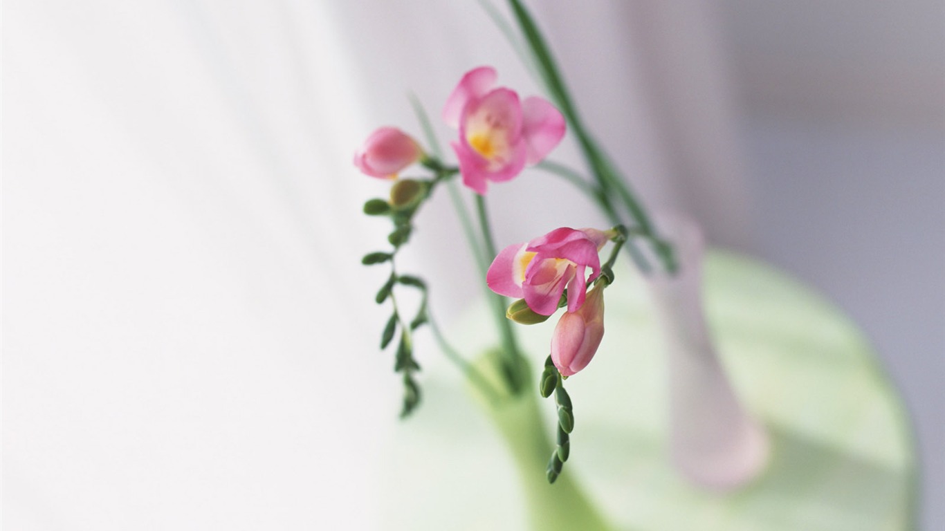 Room Flower photo wallpapers #29 - 1366x768