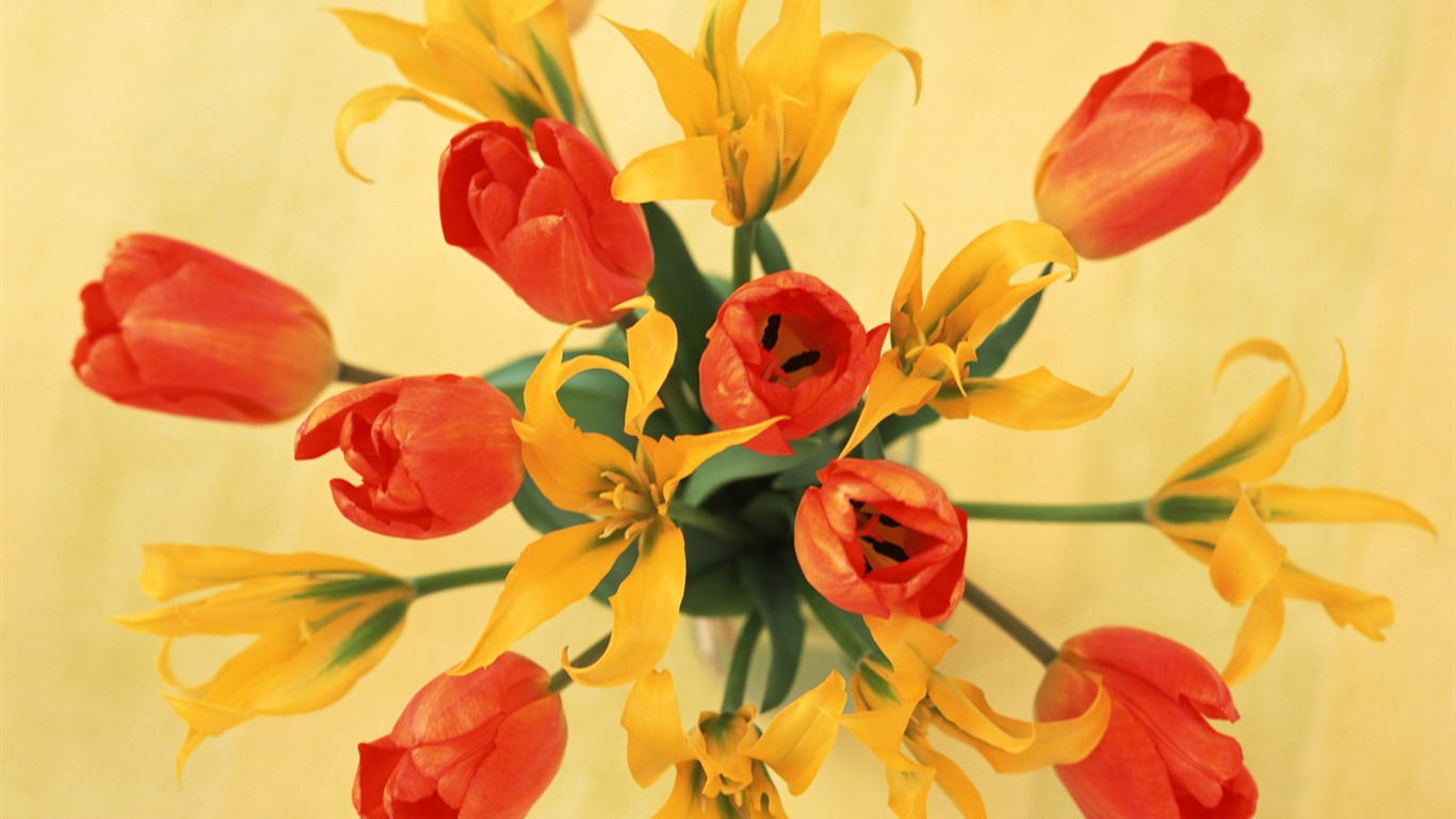 室中花寫真壁紙 #35 - 1366x768