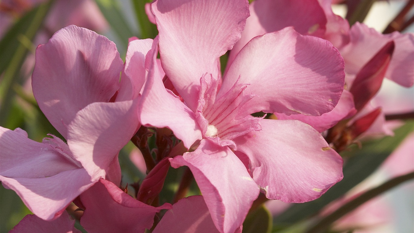 超大鲜花特写 壁纸(一)1 - 1366x768