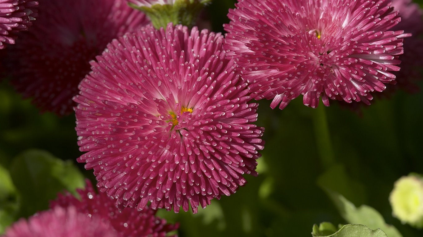 超大鲜花特写 壁纸(一)2 - 1366x768