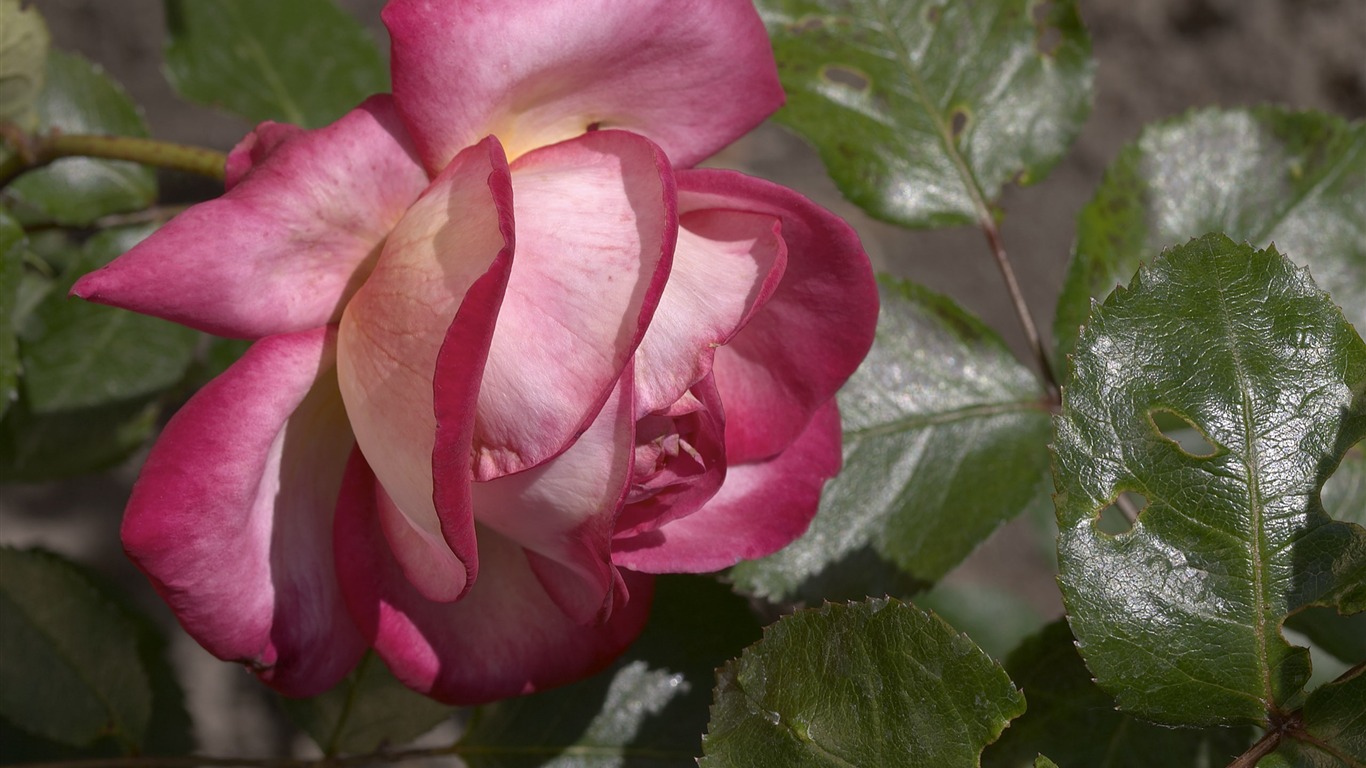 超大鲜花特写 壁纸(一)3 - 1366x768