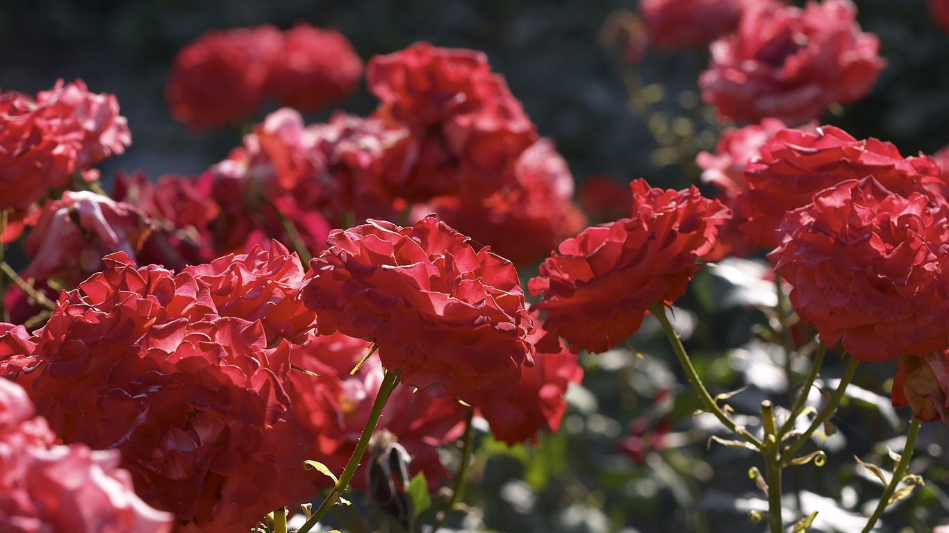 超大鲜花特写 壁纸(一)4 - 1366x768