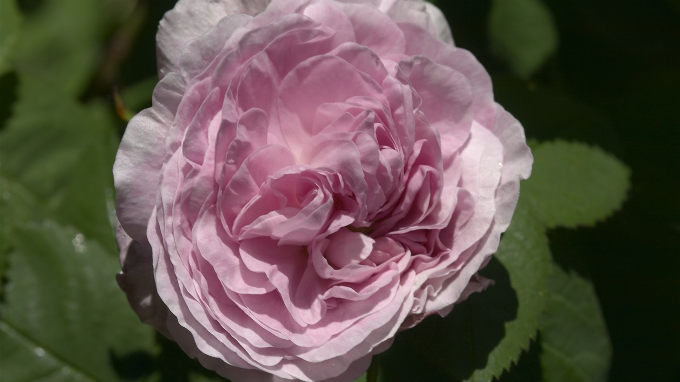 超大鮮花特寫 壁紙(一) #6 - 1366x768