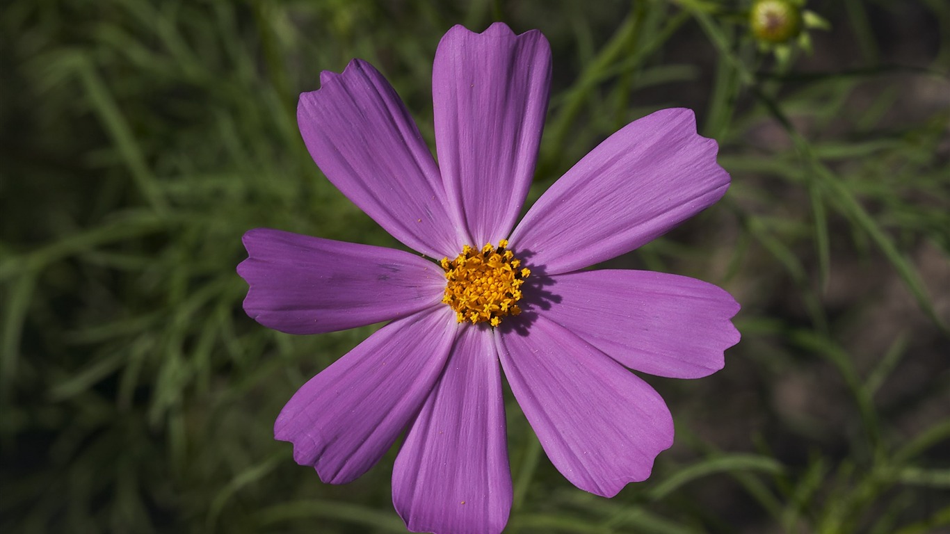 超大鲜花特写 壁纸(一)7 - 1366x768