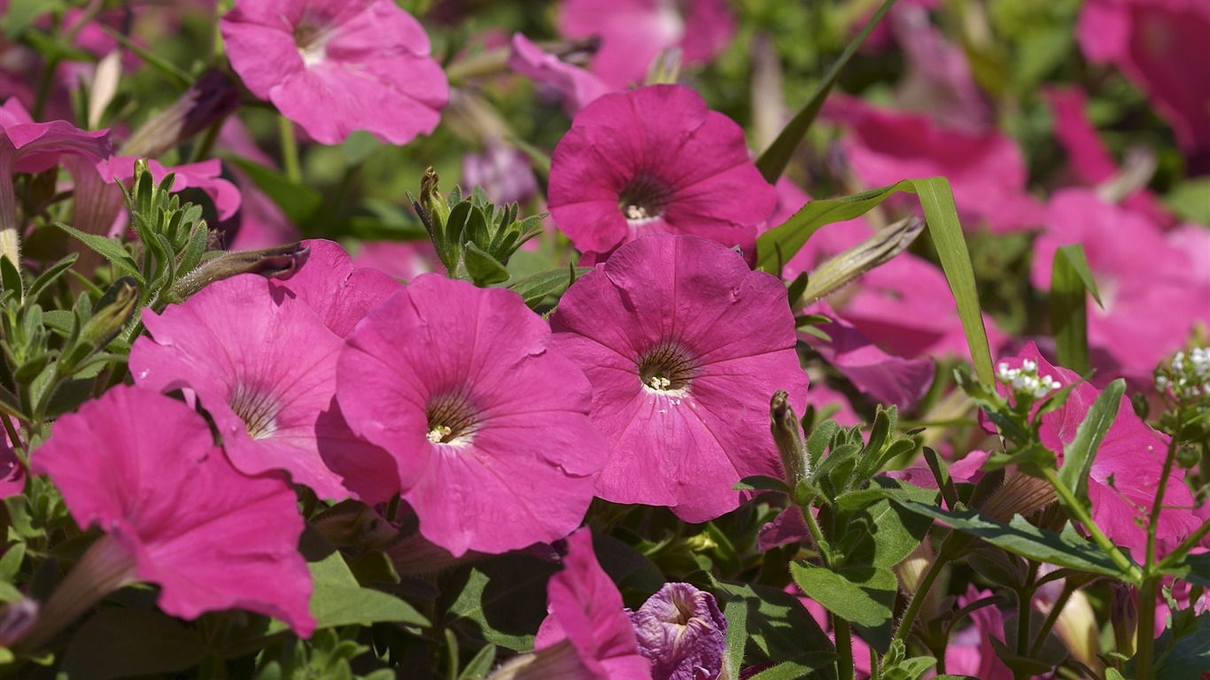 超大鲜花特写 壁纸(一)10 - 1366x768