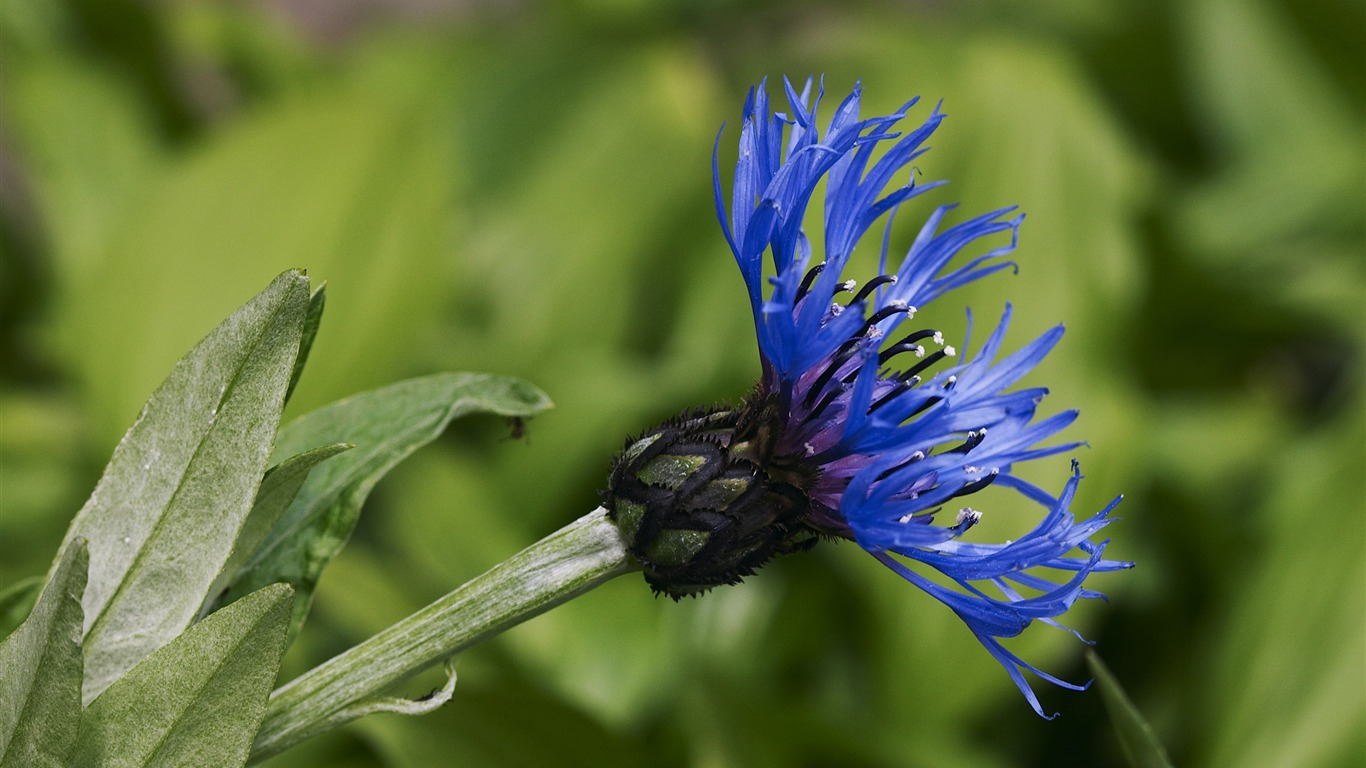 Large Flower Feature Wallpaper (1) #11 - 1366x768