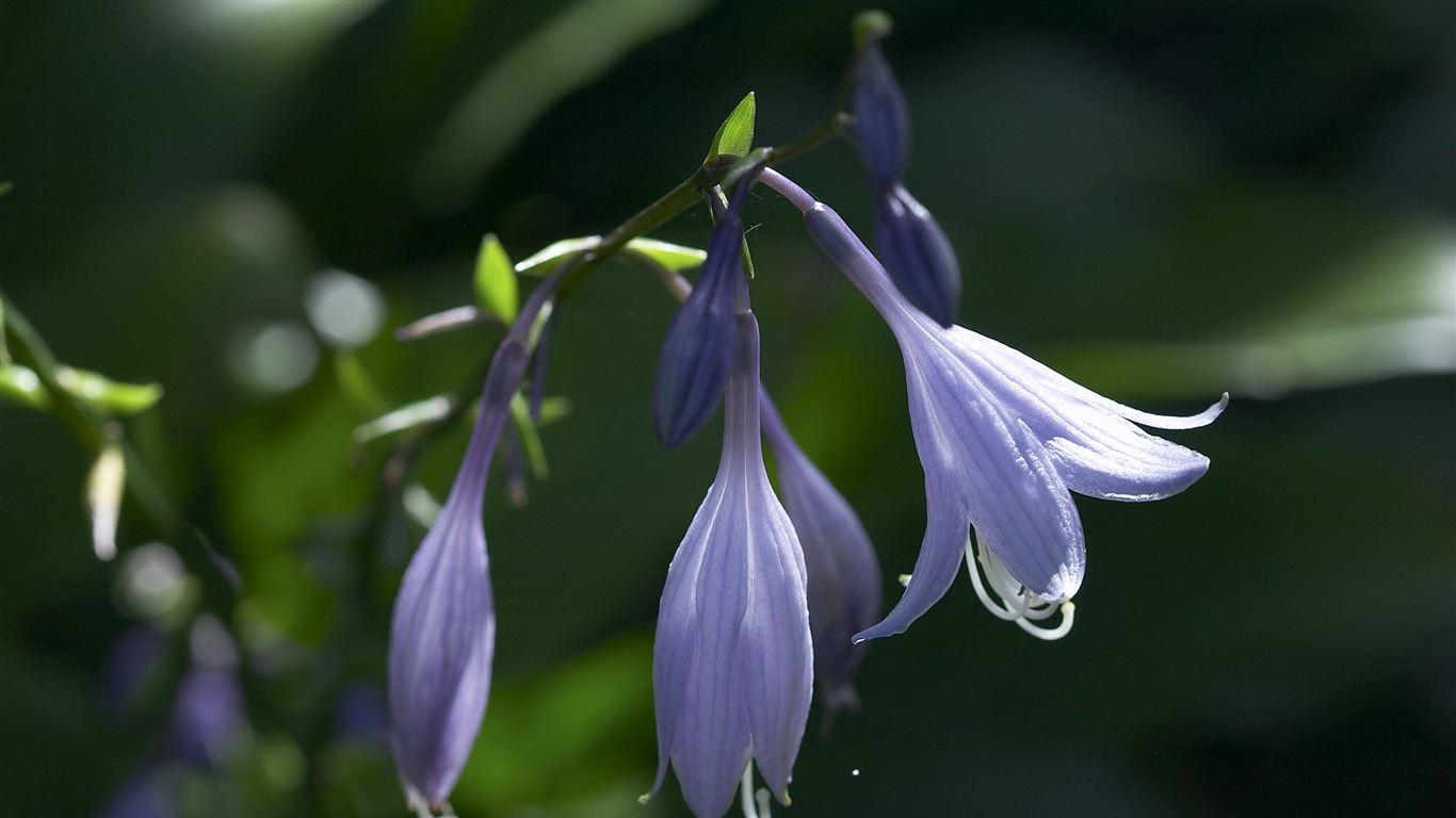 超大鲜花特写 壁纸(一)12 - 1366x768