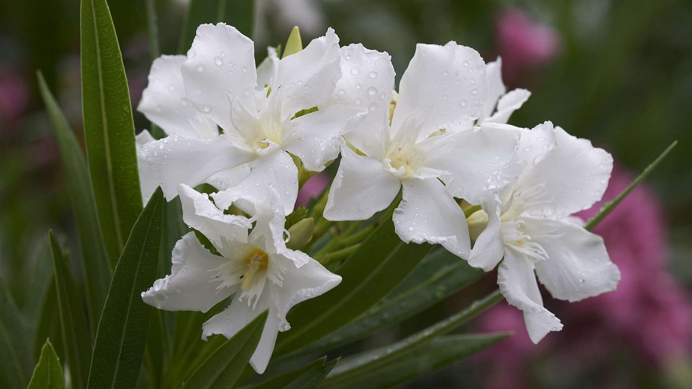 超大鲜花特写 壁纸(一)13 - 1366x768