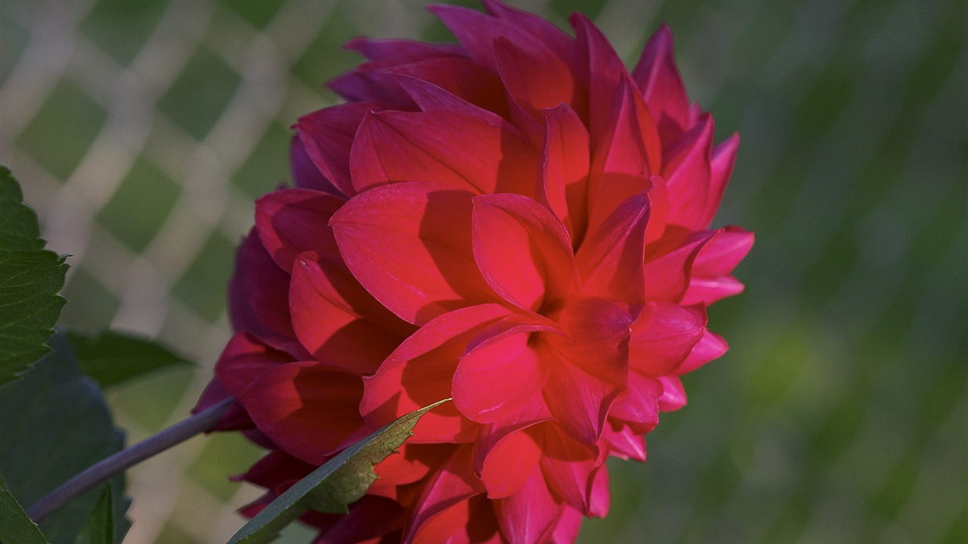 超大鲜花特写 壁纸(一)14 - 1366x768