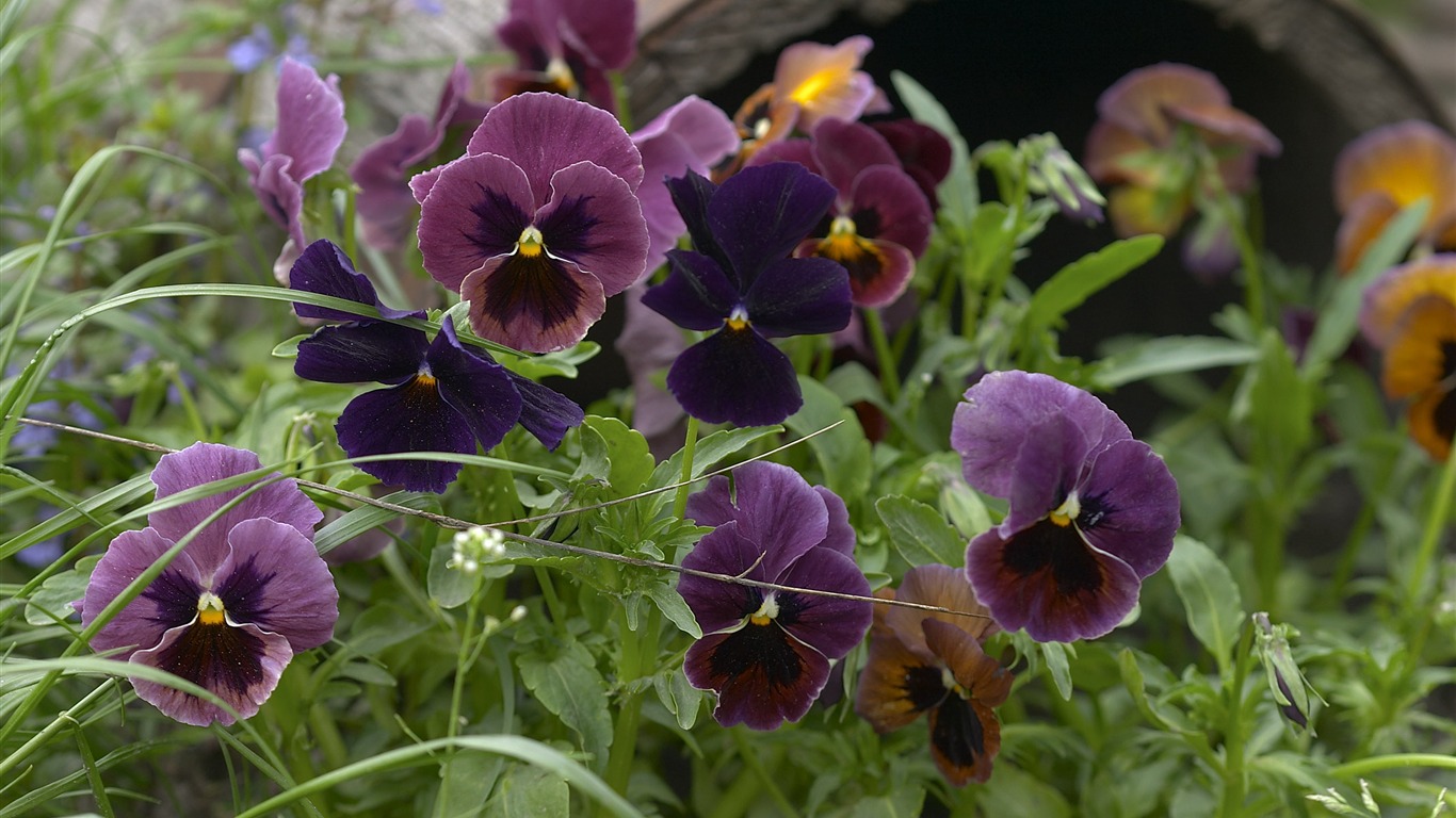 超大鲜花特写 壁纸(一)15 - 1366x768