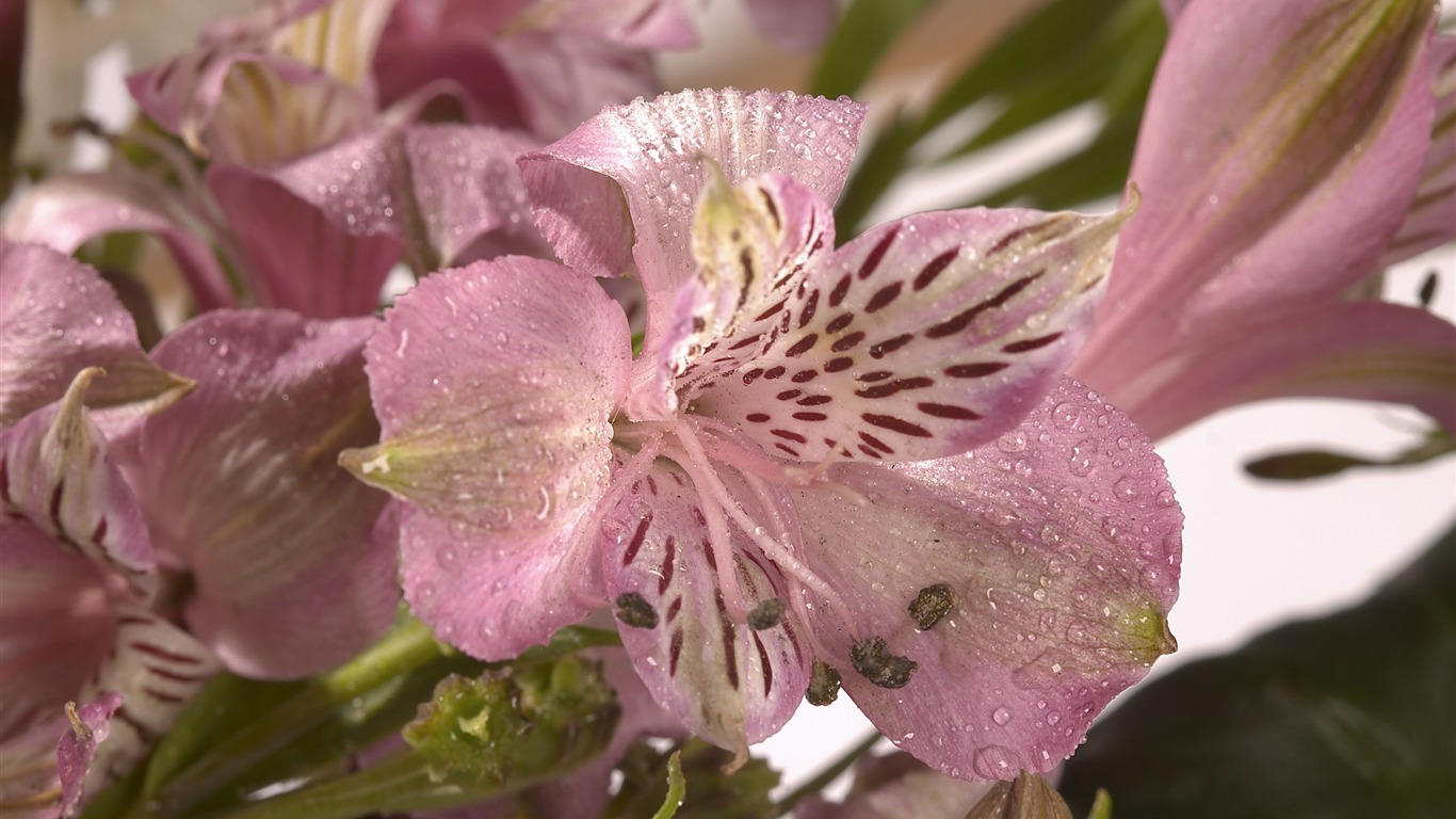 超大鮮花特寫 壁紙(一) #16 - 1366x768