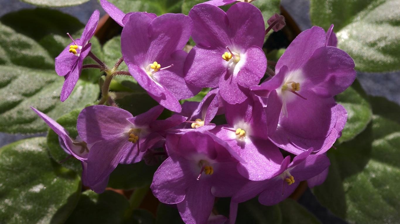 超大鮮花特寫 壁紙(一) #17 - 1366x768