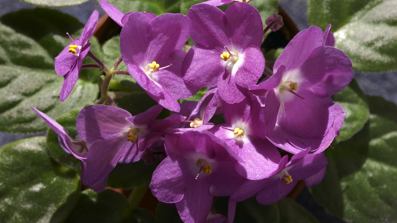 超大鲜花特写 壁纸(一)17 - 1366x768