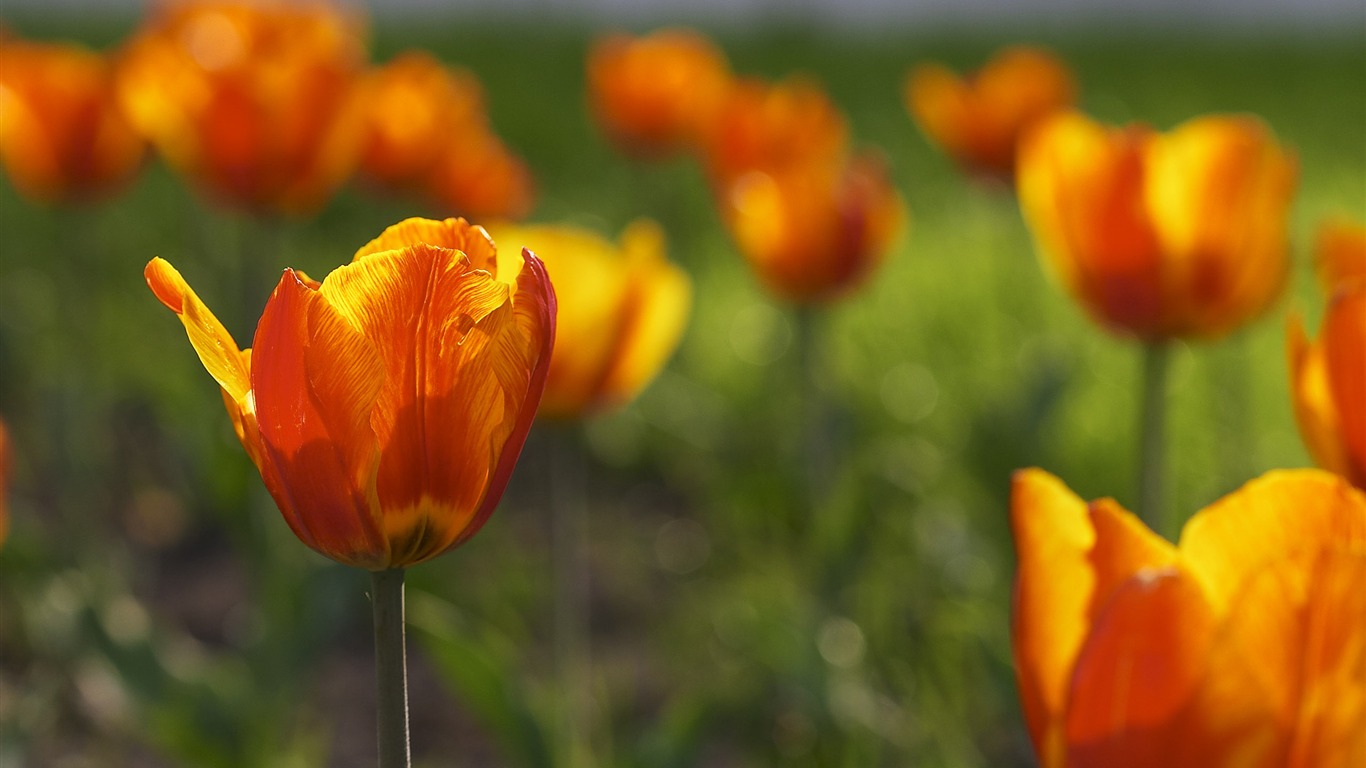 超大鲜花特写 壁纸(一)18 - 1366x768