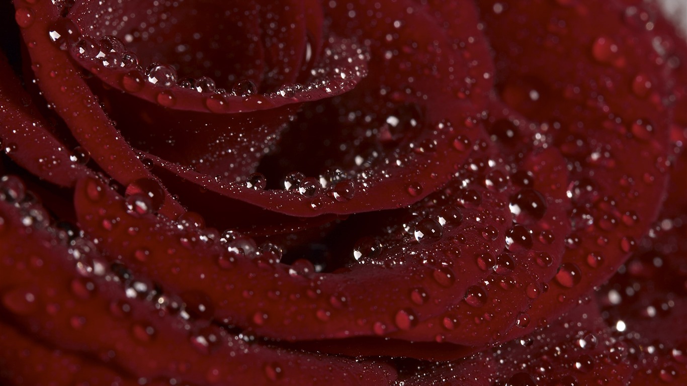 超大鮮花特寫 壁紙(一) #19 - 1366x768