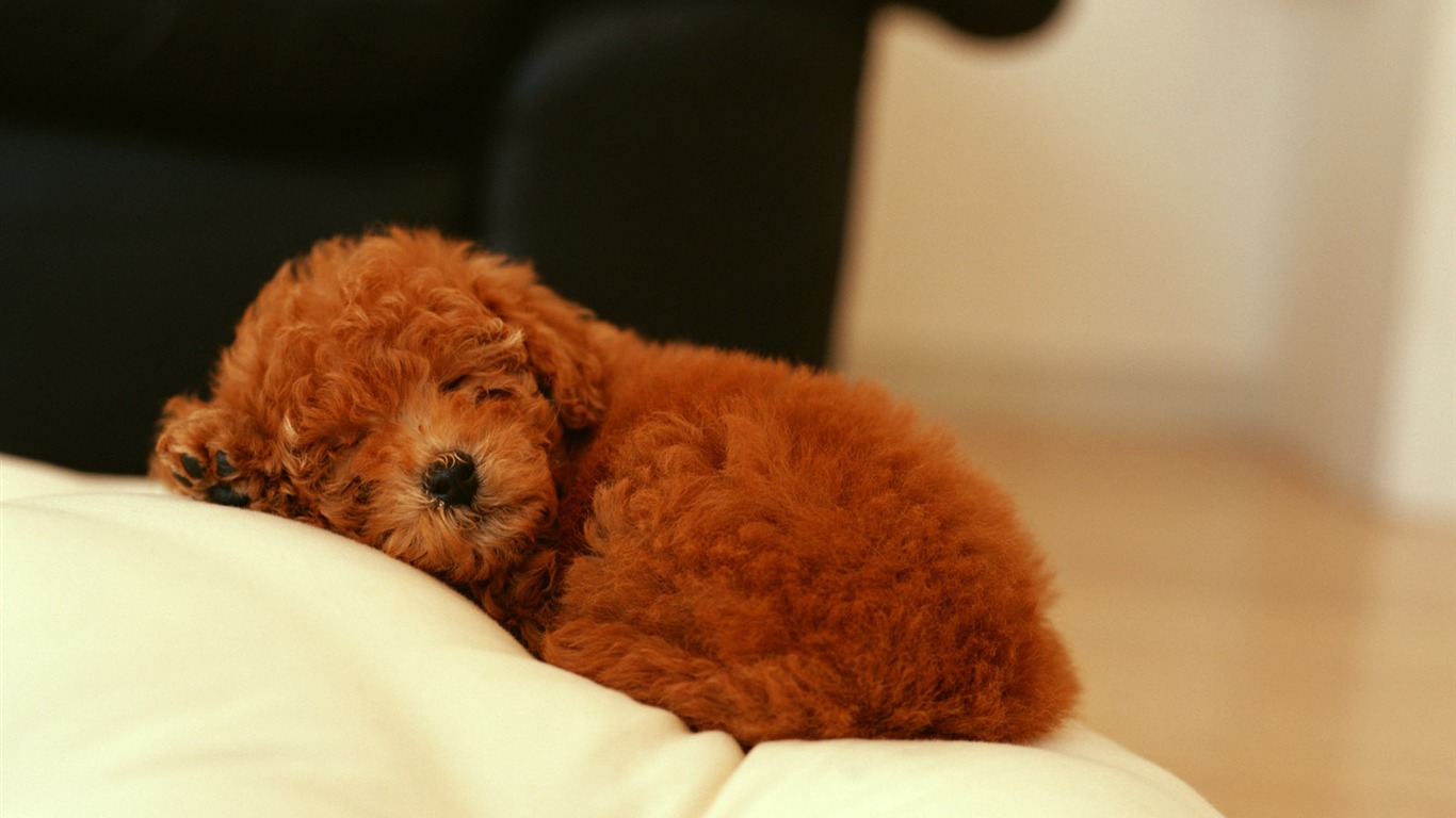 1600 dog photo wallpaper (11) #3 - 1366x768