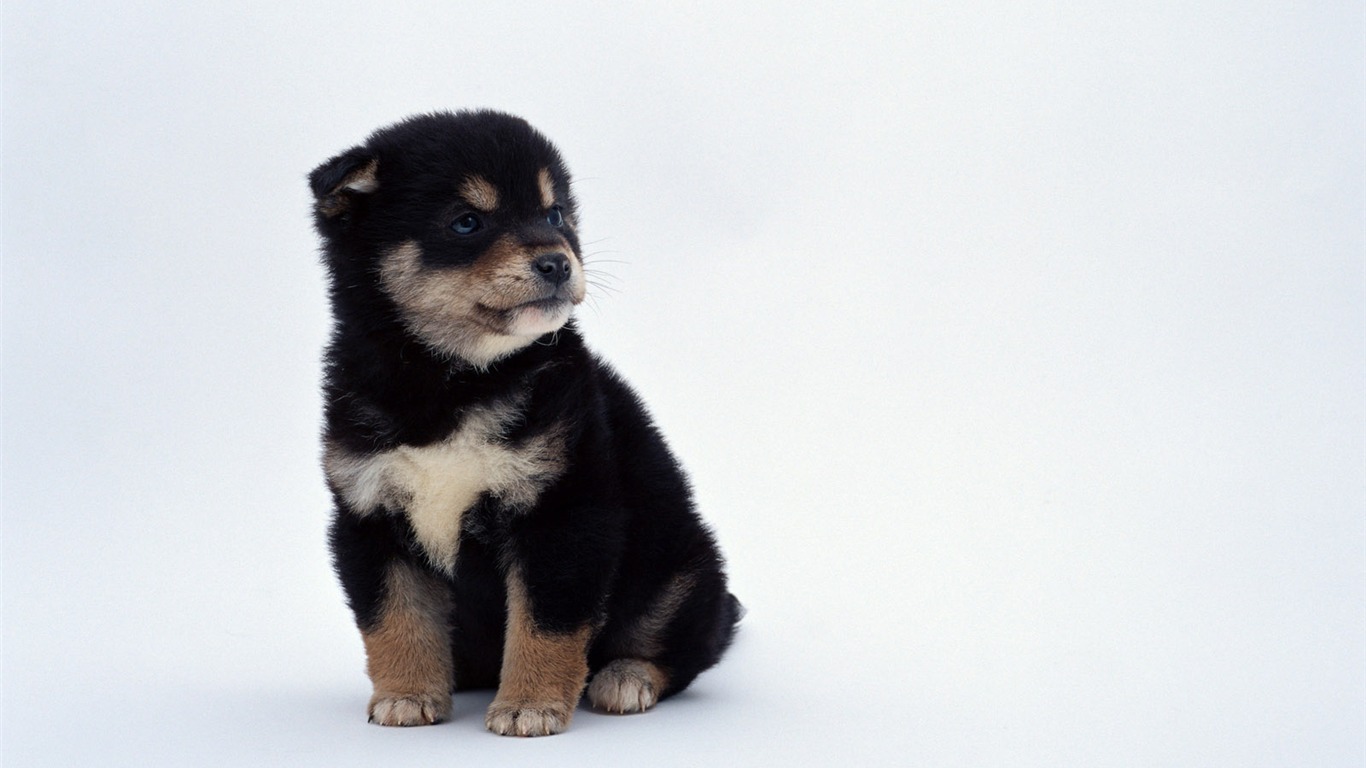 1600 dog photo wallpaper (11) #5 - 1366x768
