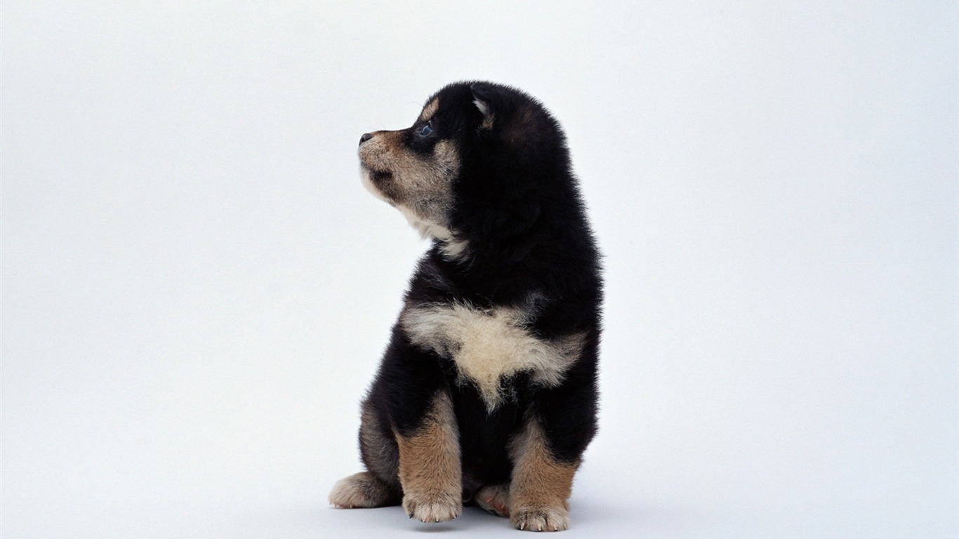 1600 dog photo wallpaper (11) #6 - 1366x768