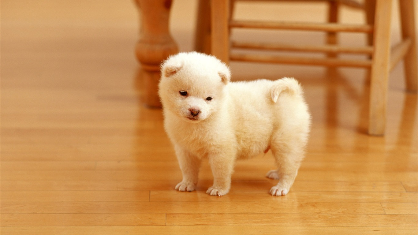 1600 dog photo wallpaper (11) #8 - 1366x768