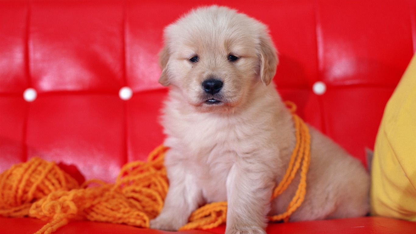 1600 dog photo wallpaper (11) #18 - 1366x768