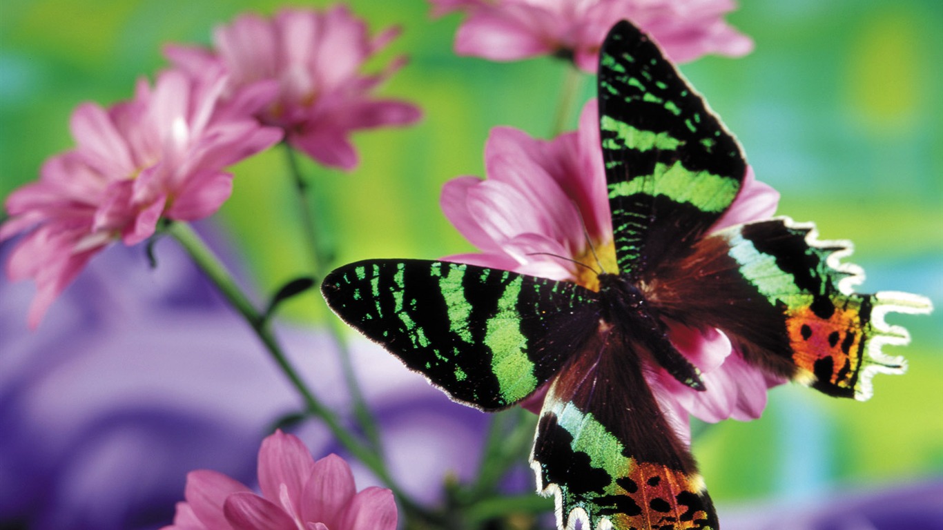 motýli a květiny tapety album (2) #2 - 1366x768