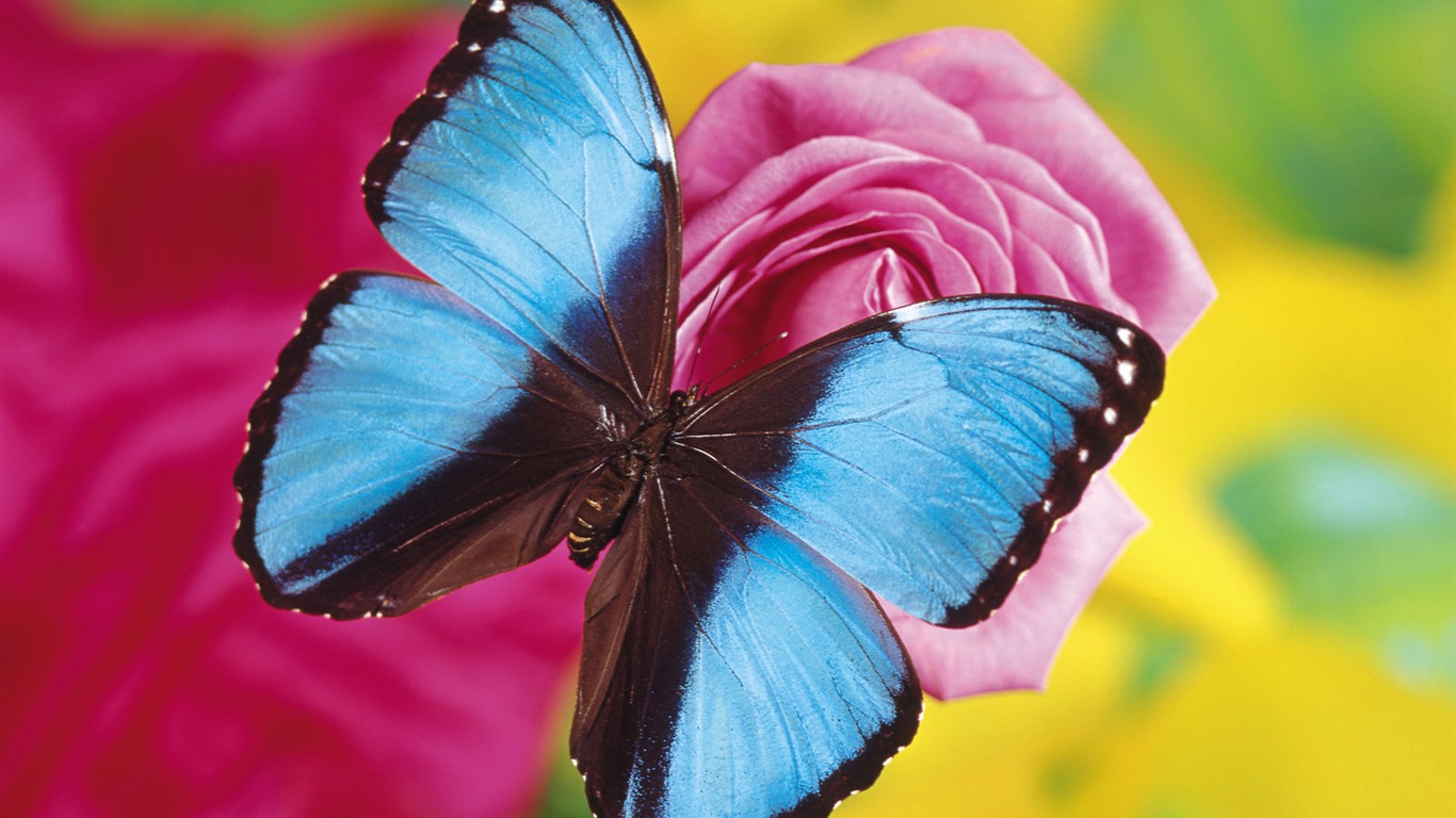 Butterflies and flowers wallpaper album (2) #8 - 1366x768